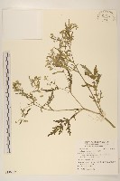 銀膠菊藏品圖，第1張