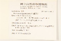 銀膠菊藏品圖，第2張