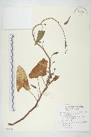 甕菜、空心菜藏品圖，第1張