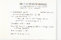 甕菜、空心菜藏品圖，第2張