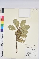 土沉香藏品圖，第1張