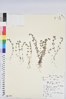 千根草藏品圖，第1張