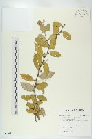 臺灣胡頹子藏品圖，第1張