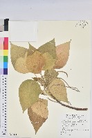 花蓮鐵莧、臺東鐵莧藏品圖，第1張