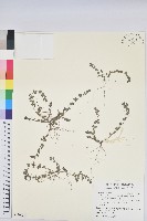 新竹地錦藏品圖，第1張