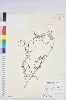 銳葉小還魂藏品圖，第1張