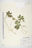 九爪藤藏品圖，第1張