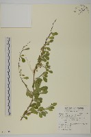 北仲, 刺裸實藏品圖，第1張