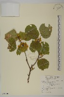 大葉南蛇藤藏品圖，第1張