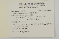 大葉南蛇藤藏品圖，第2張