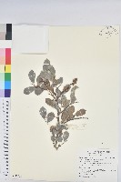 細葉饅頭果藏品圖，第1張