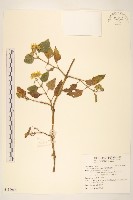 雙花蟛蜞菊藏品圖，第1張