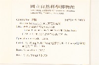 雙花蟛蜞菊藏品圖，第2張