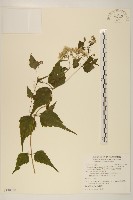 高士佛澤蘭藏品圖，第1張