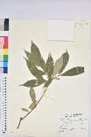 臺灣土沉香藏品圖，第1張