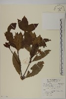 草珊瑚、紅果金粟蘭藏品圖，第1張