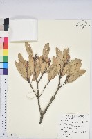 台灣石櫟藏品圖，第1張