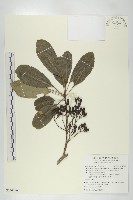 奧氏虎皮楠藏品圖，第1張