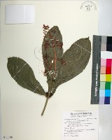 臺灣野牡丹藤藏品圖，第1張