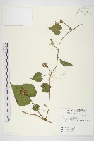 紅花野牽牛藏品圖，第1張