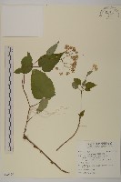 臺灣山白蘭藏品圖，第1張