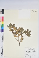 黃花著生杜鵑藏品圖，第1張