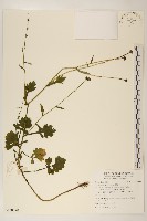 矮菊藏品圖，第1張