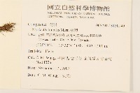 矮菊藏品圖，第2張