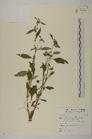 黃金珠藏品圖，第1張