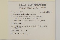 黃金珠藏品圖，第2張