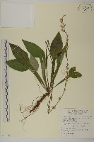 臺灣鬼督郵藏品圖，第1張