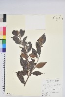 珍珠花、長尾葉越橘藏品圖，第1張