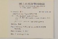 臺灣山白蘭藏品圖，第2張