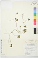 登錄號:S130181藏品圖，第1張