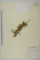 天蓬草、雀舌草藏品圖，第1張