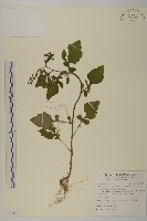 茯苓菜藏品圖，第1張