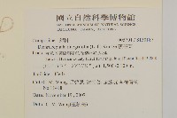 茯苓菜藏品圖，第2張