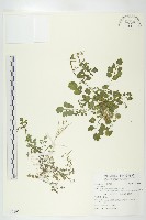 登錄號:S130197藏品圖，第1張