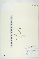 登錄號:S130199藏品圖，第1張