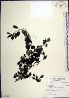 水雞油藏品圖，第1張