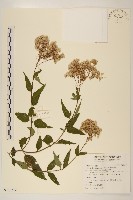 臺灣澤蘭藏品圖，第1張