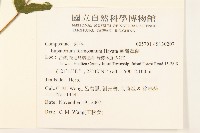 臺灣澤蘭藏品圖，第2張