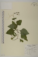 下田菊藏品圖，第1張