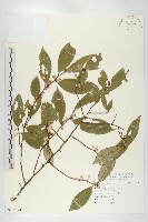 登錄號:S130224藏品圖，第1張