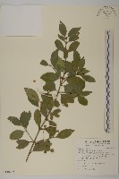 刺果衛矛藏品圖，第1張