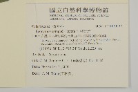 刺果衛矛藏品圖，第2張