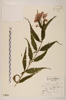 塔山澤蘭藏品圖，第1張