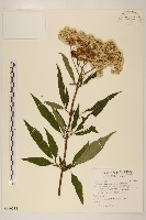 臺灣澤蘭藏品圖，第1張