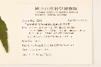 臺灣澤蘭藏品圖，第2張