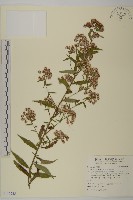 臺灣馬蘭藏品圖，第1張